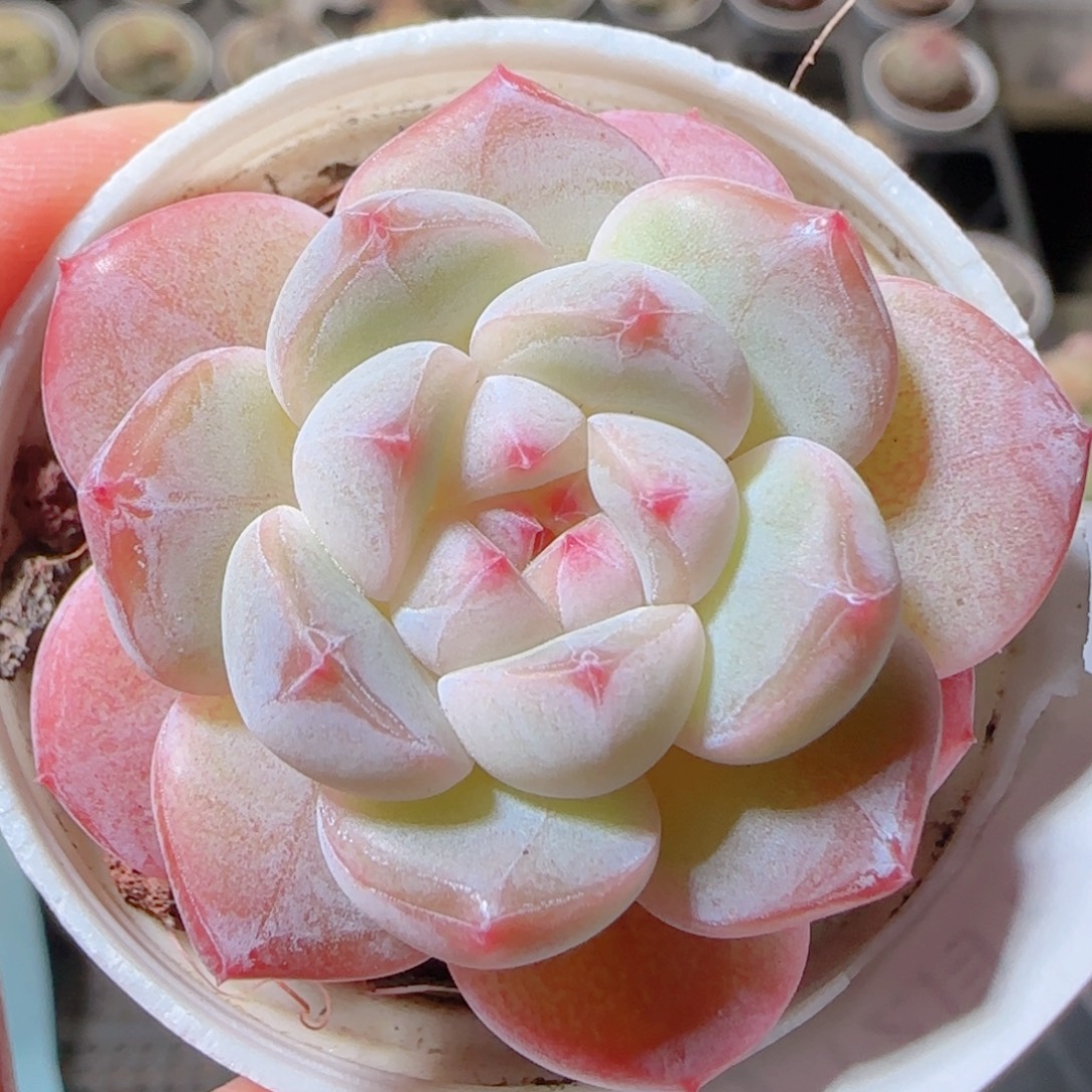 花语多肉1212-430白桃