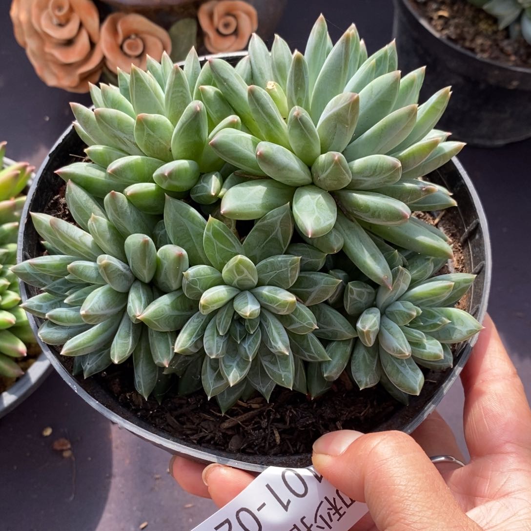 两单包邮0101-27甲骨文