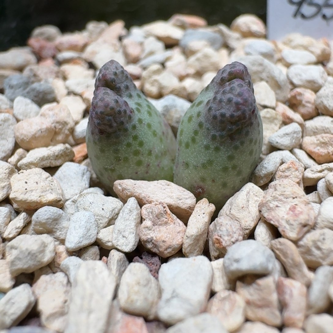 哈*八0202-37斑马肉锥