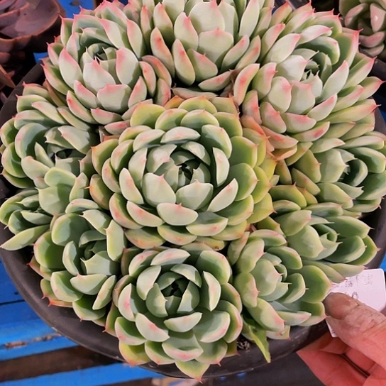 9****哥粉水晶1532多肉