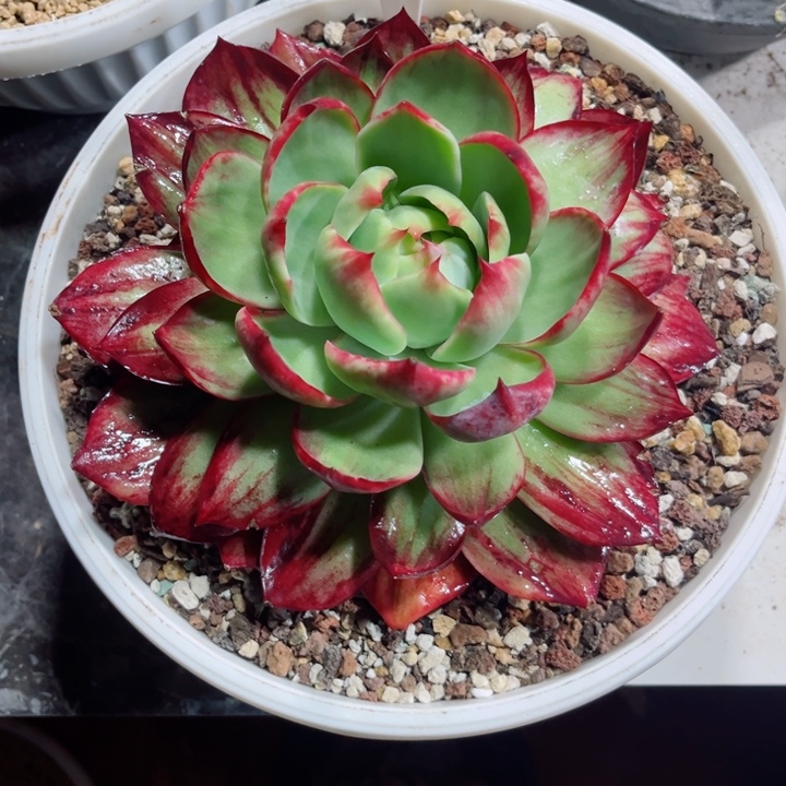 下***站惊鸿仙子多肉植物A111