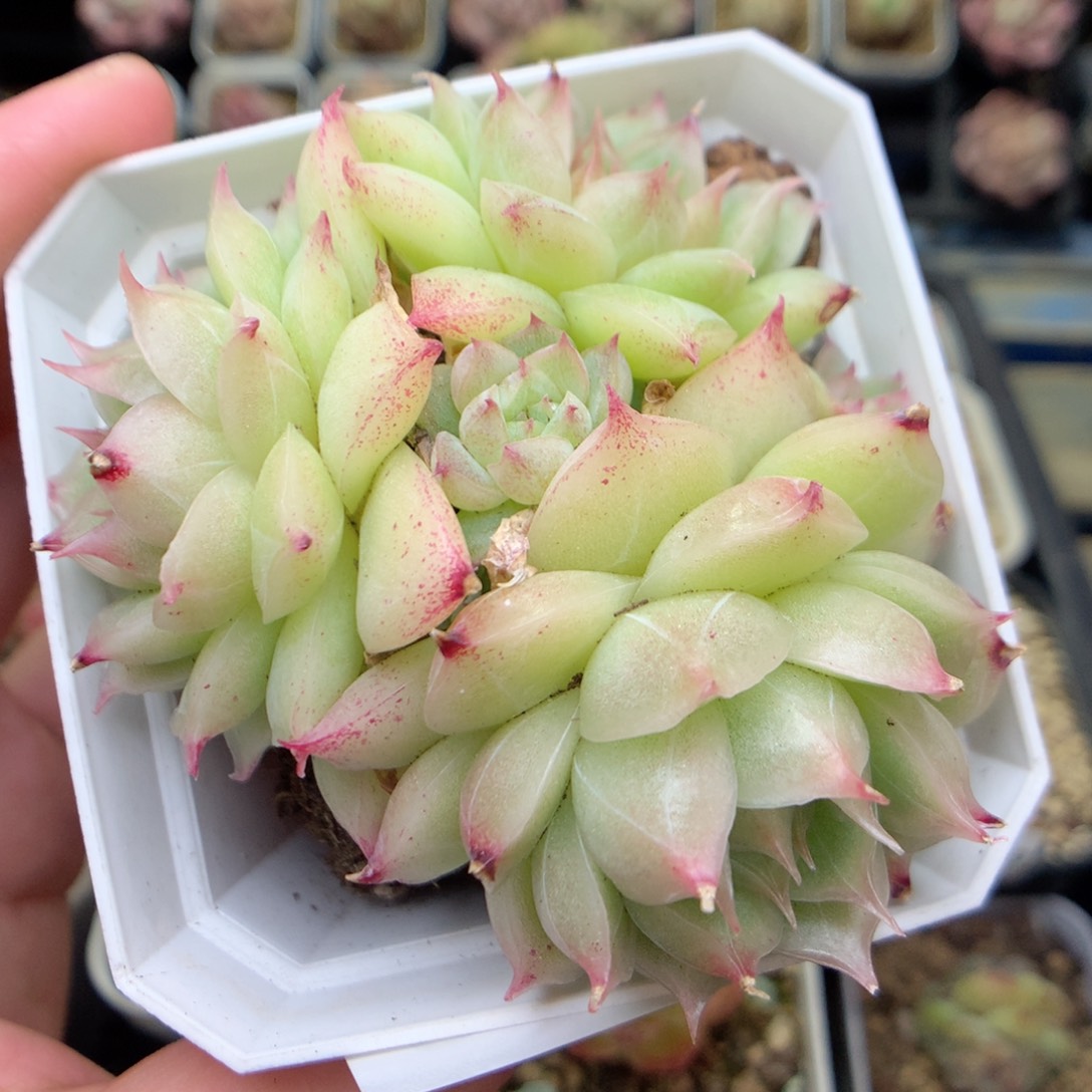 Q167海王麦杆珍妮