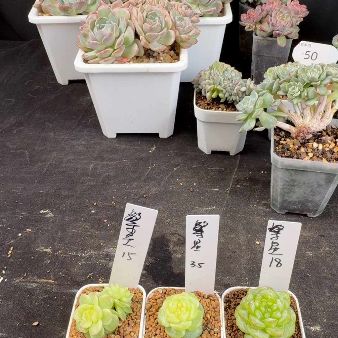 繁***星繁星三颗一组包邮