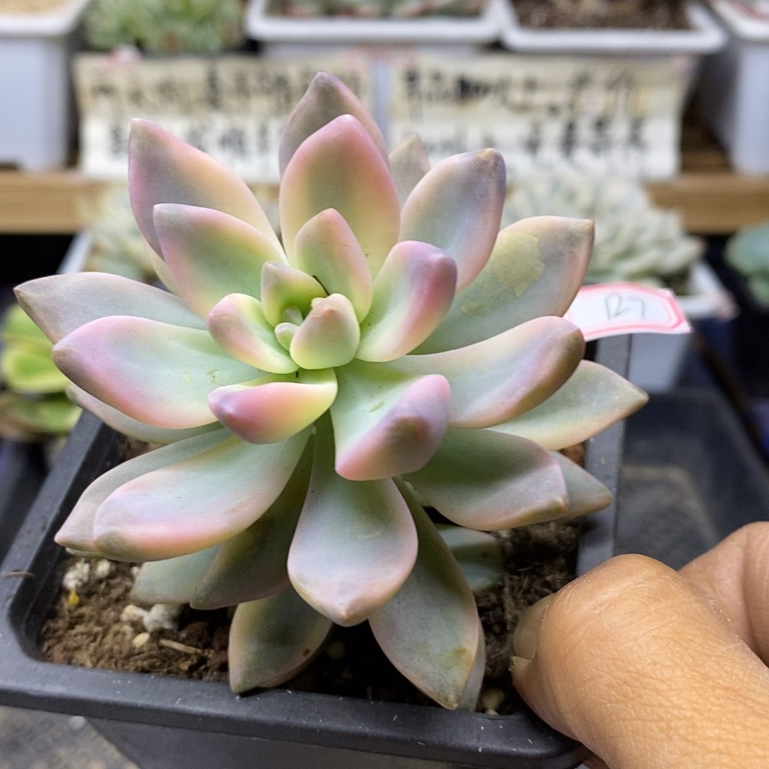 10127 淡雪锦多肉