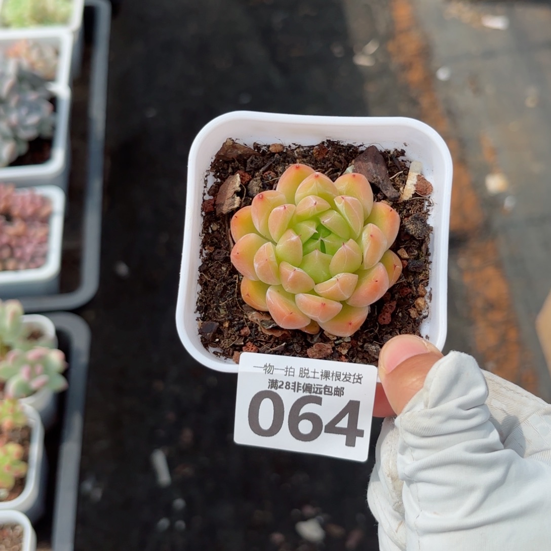 冰山珍妮单头无盆土发货