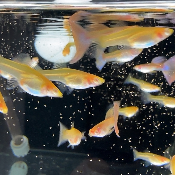 孔雀鱼金粉3对亚成