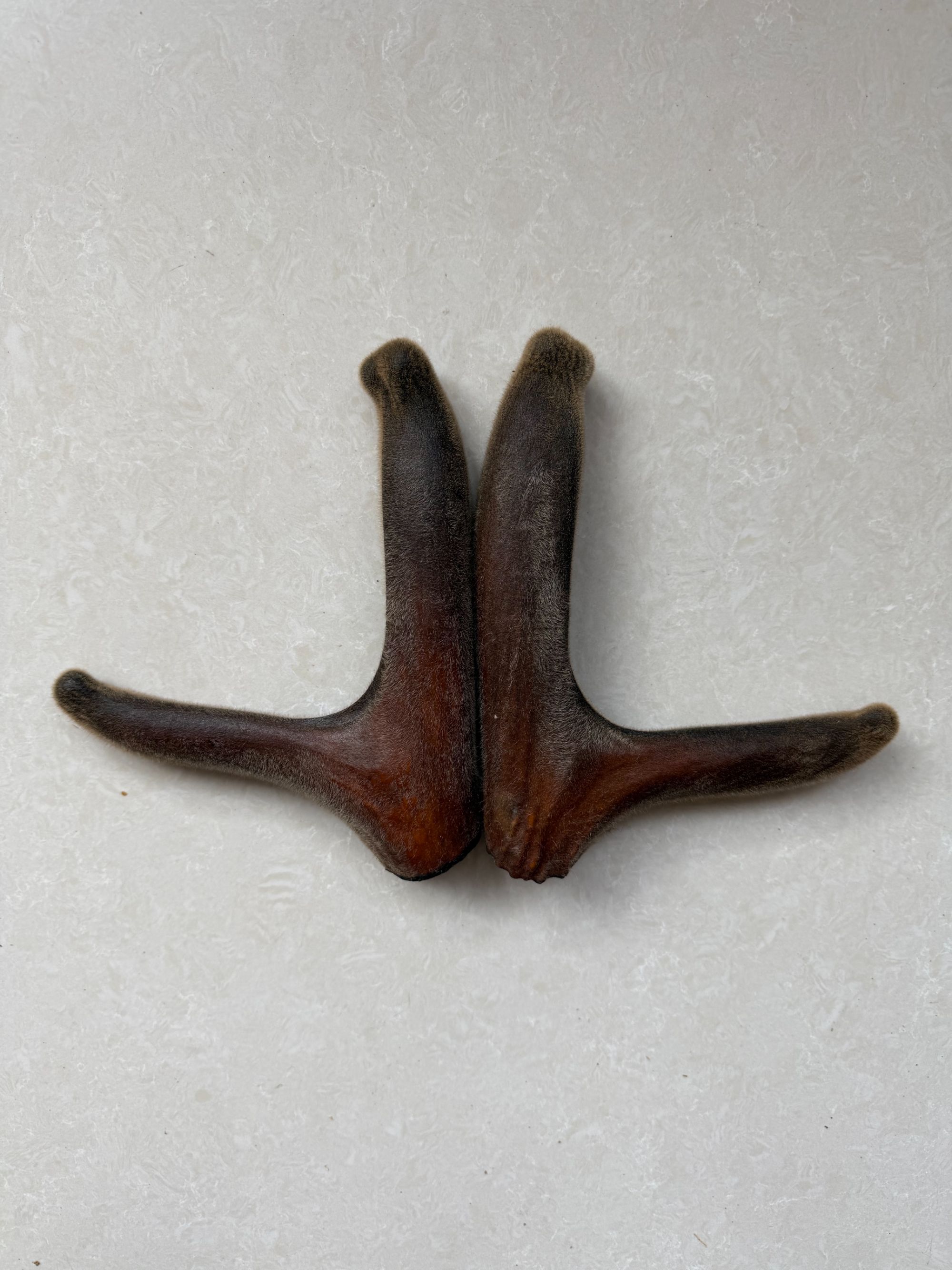 东北鹿茸-二杠-煲汤炖鸡泡水泡酒-滋补养生