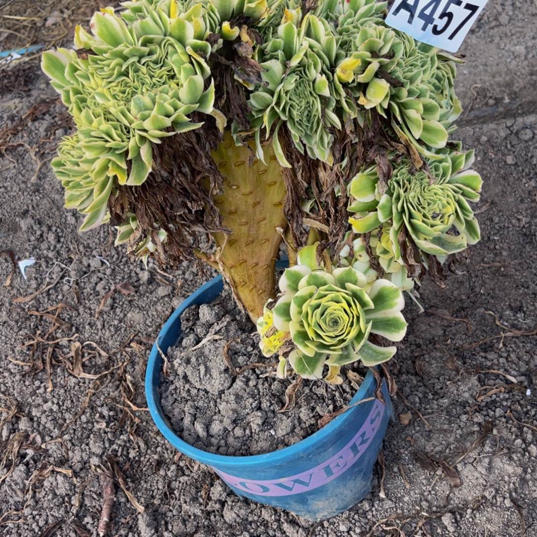 迈巴赫法师28///42包邮