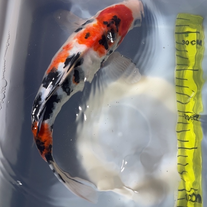 锦鲤锦鲤三色红白