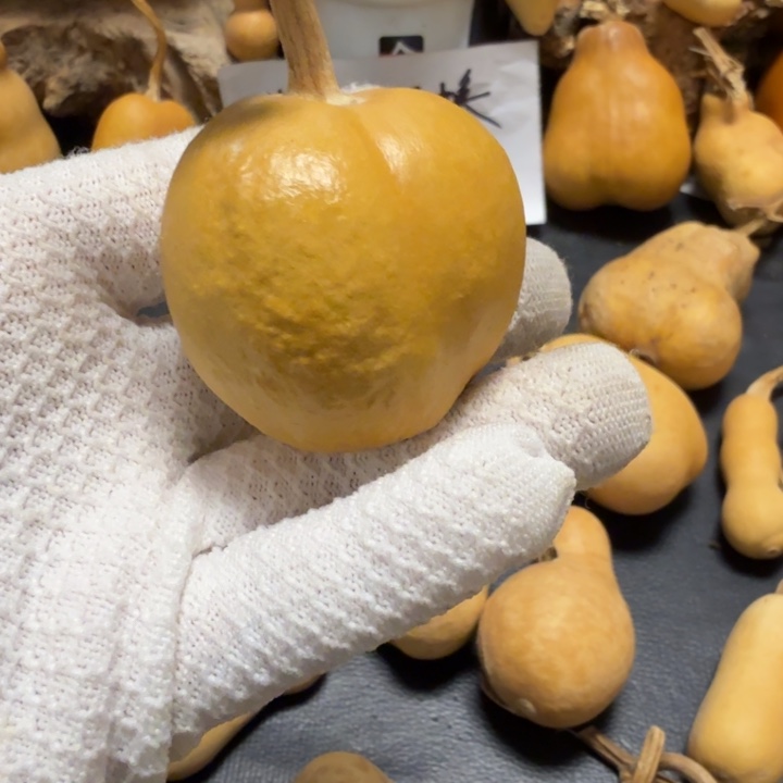 咕***猫677777777778888889999