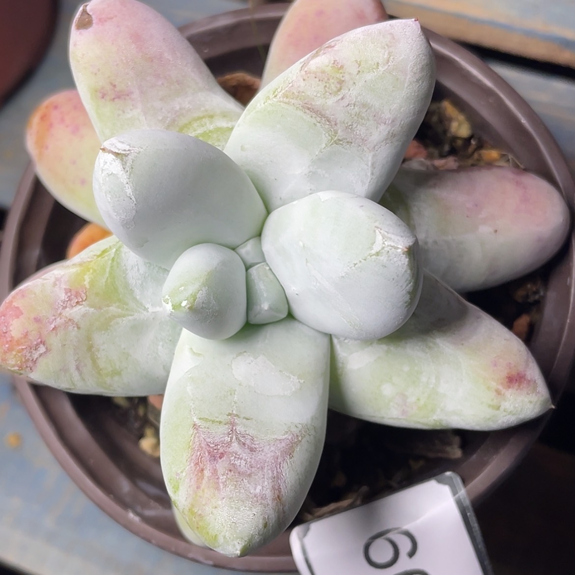 【闪购商品】60254