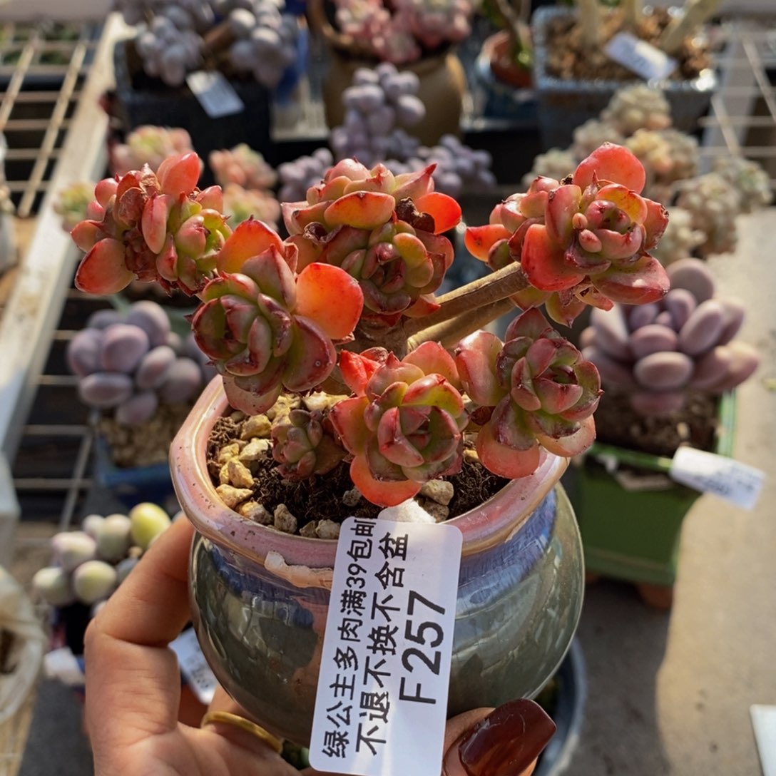 蜡牡丹257/8cm多肉