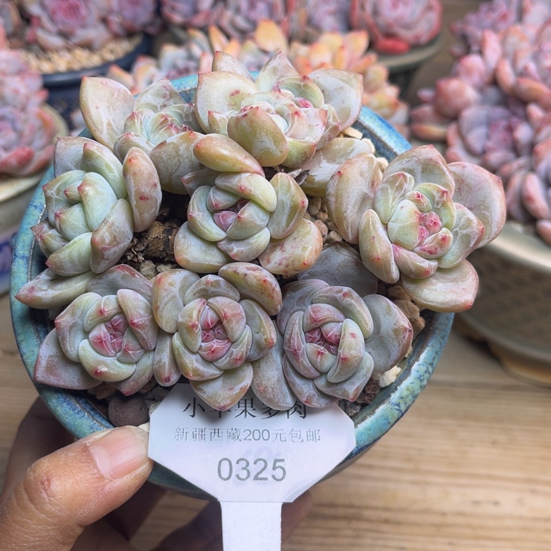 绿底紫心325/12cm9头