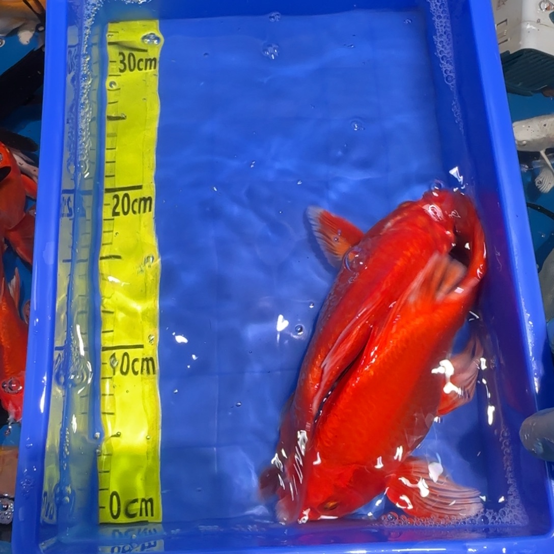 中国大陆蝴蝶鲤红色两条精品