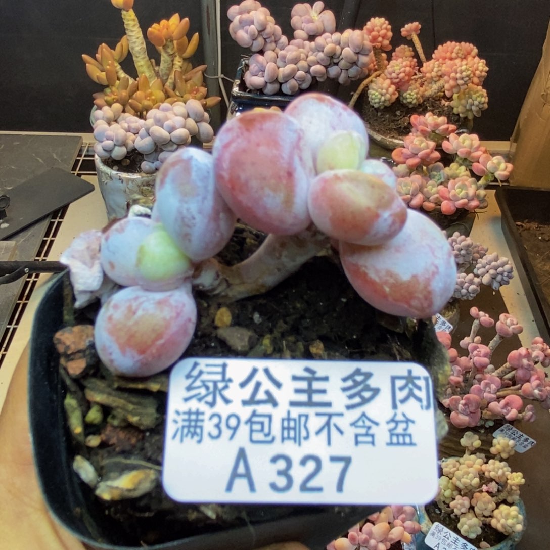 327雪美人多肉4cm
