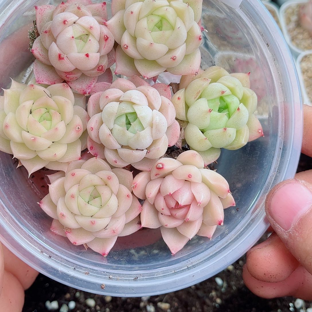 1-914 新疆西藏内蒙不发12.8包邮