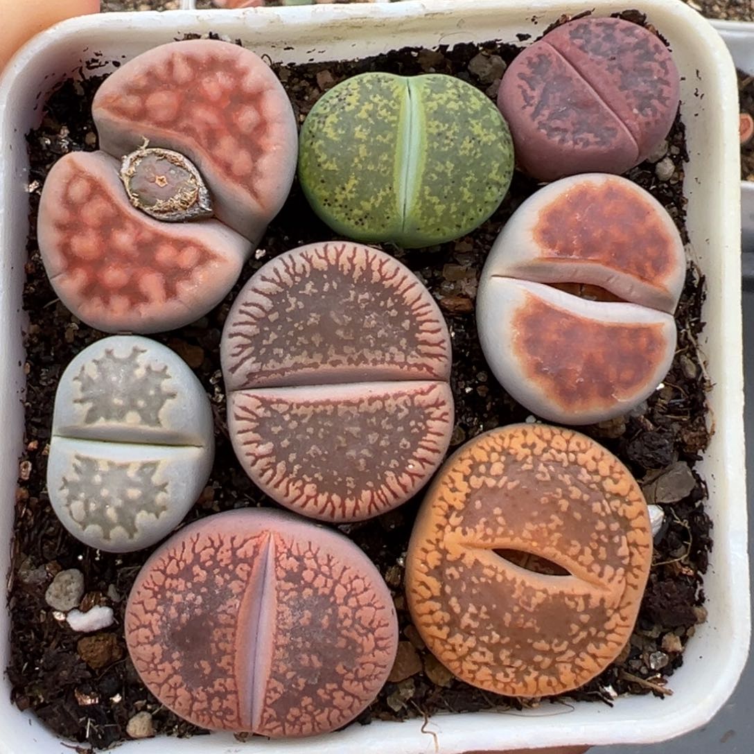 1.20好看的多肉603