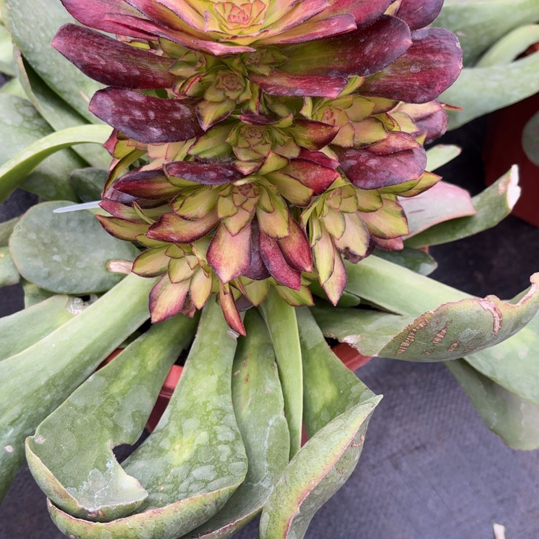 随*光影0887发货，