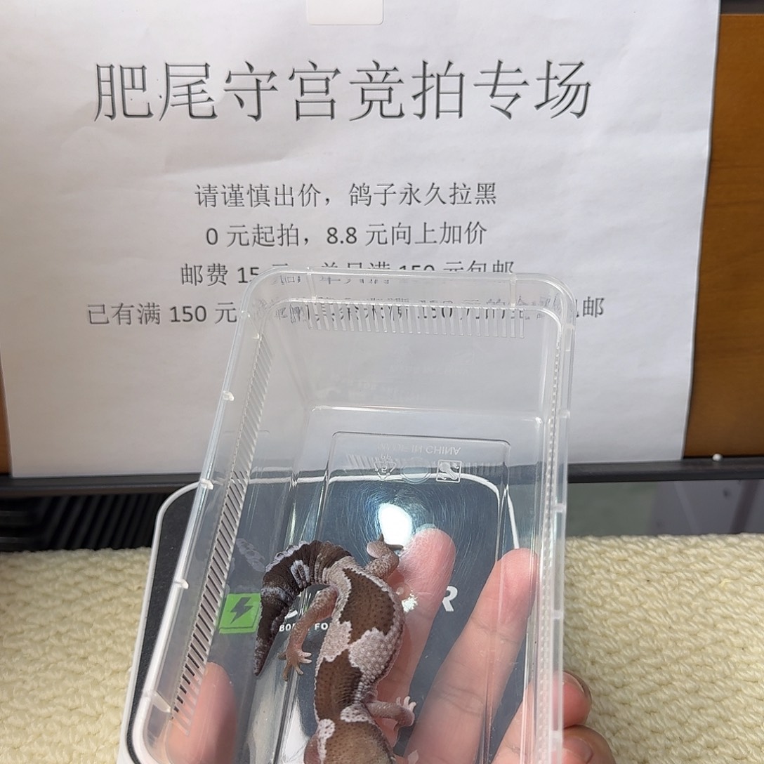 肥尾守宫奥利奥祖鲁 妹妹