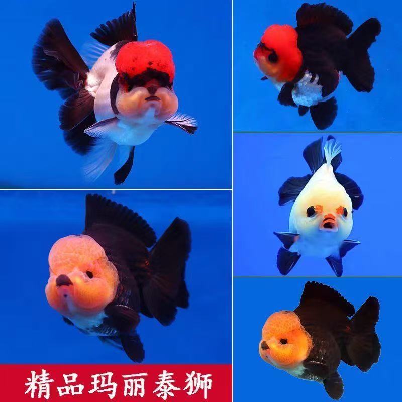 冷水兰寿泰狮玛丽金鱼观赏鱼苗活体好养耐活招财淡水鱼