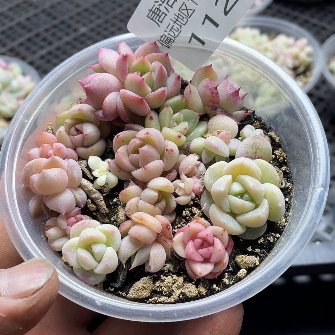 珍妮混一物一拍112