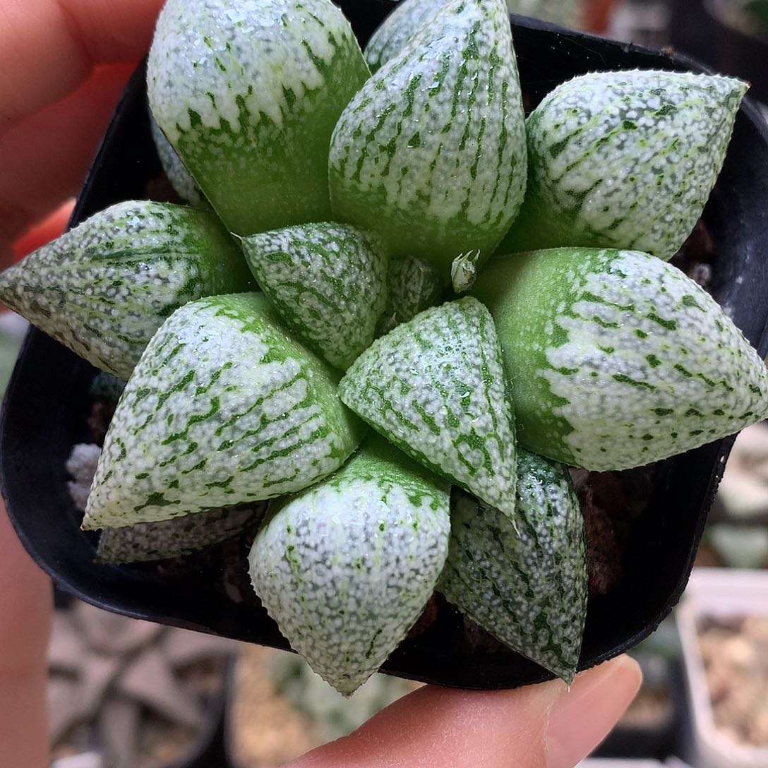 白魔法白银带盆土发货