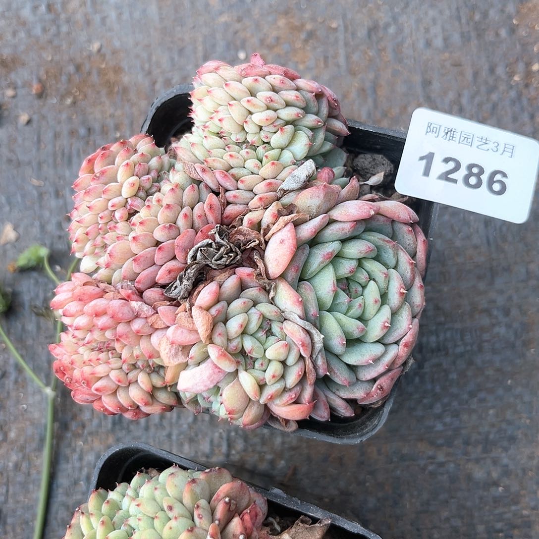 阿雅园艺。    1286