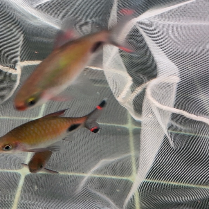 吉罗鱼紫红10厘米左右公鱼