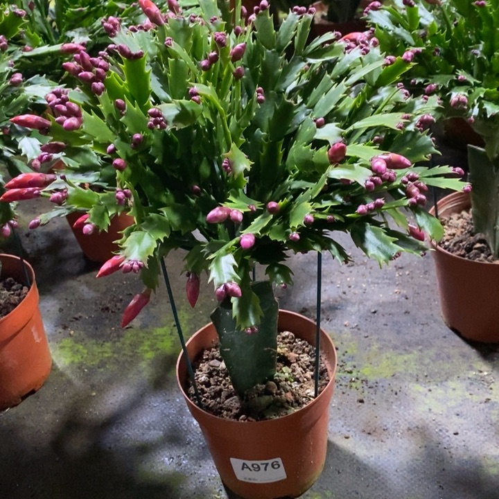 大部分花苞少量开放976加勒比