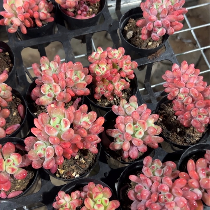 新疆包邮 汤姆猫