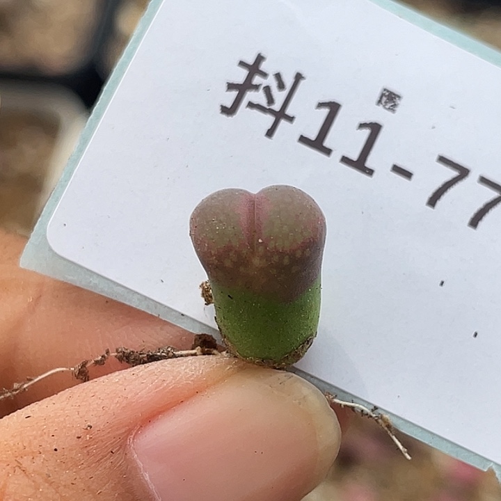 11-77风铃多肉植物