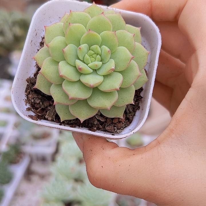 熊猫脸带盆19包邮