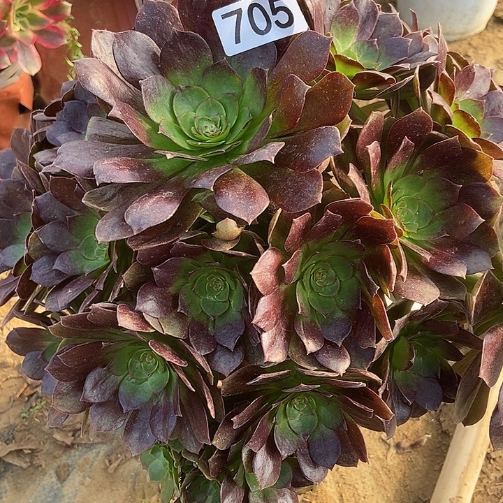 万黑多肉大号705多肉不包断