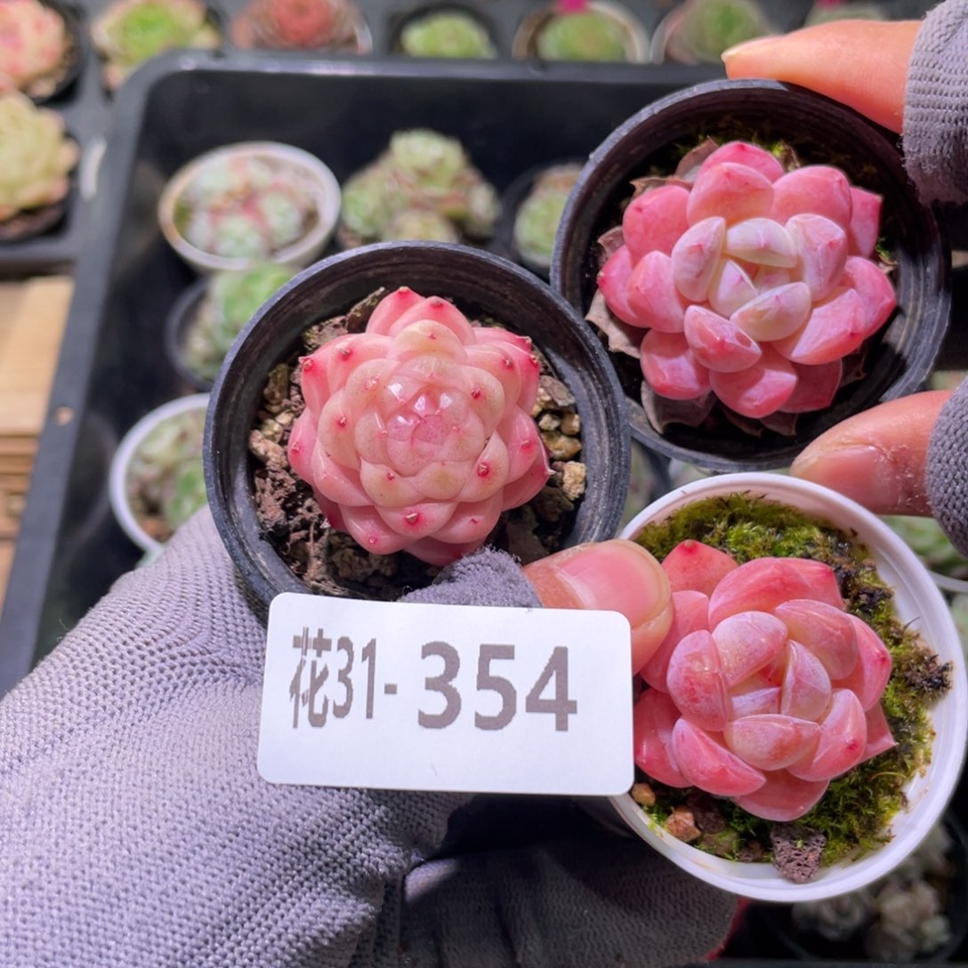 花利美31-354多肉3颗
