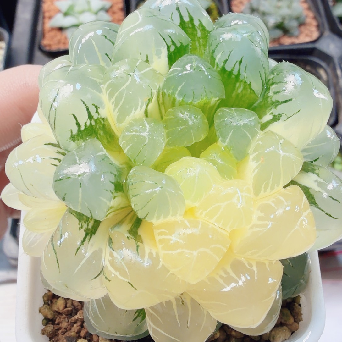 十二卷福利实生冰灯锦新叶糊斑