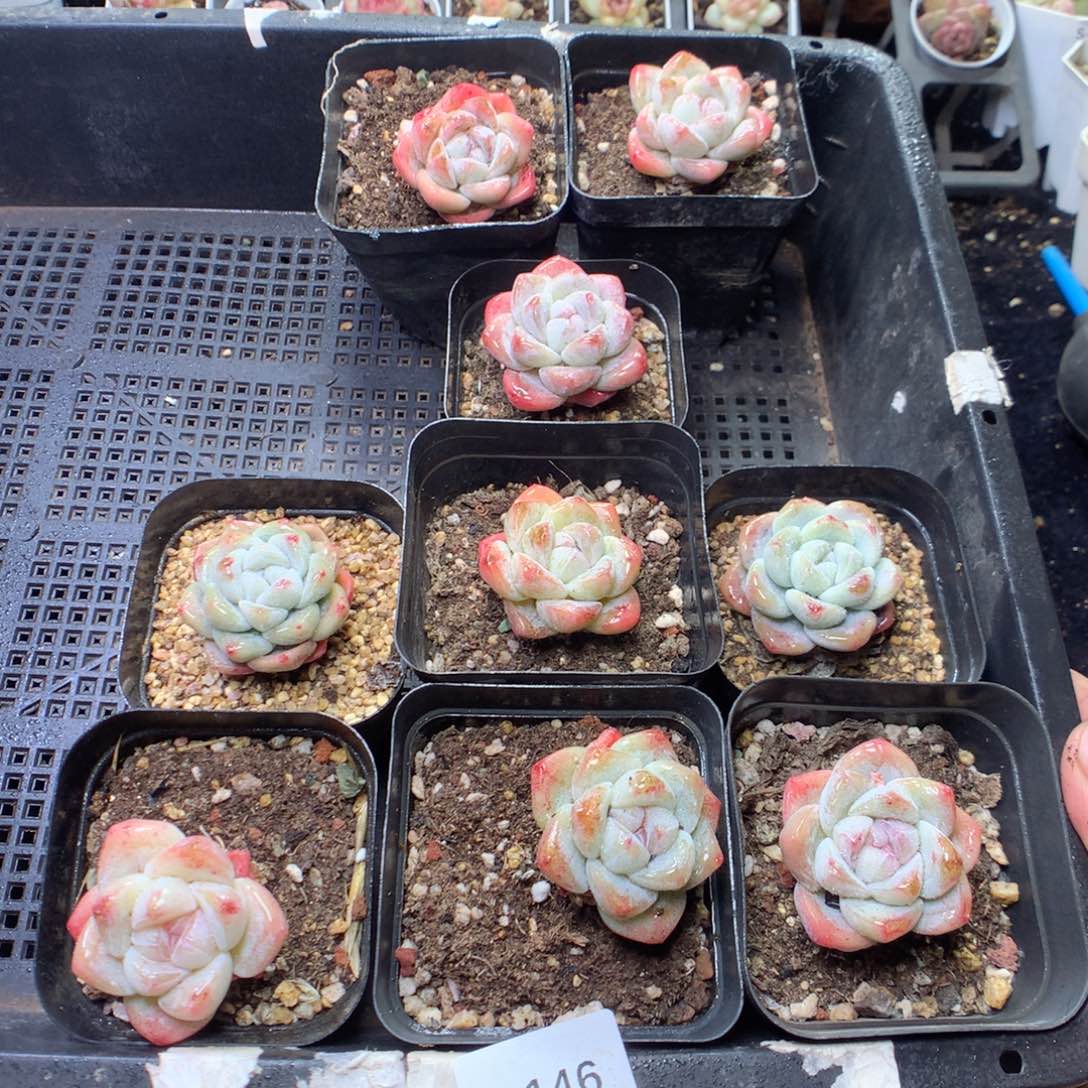 无花朵V146。 yyuyyyy