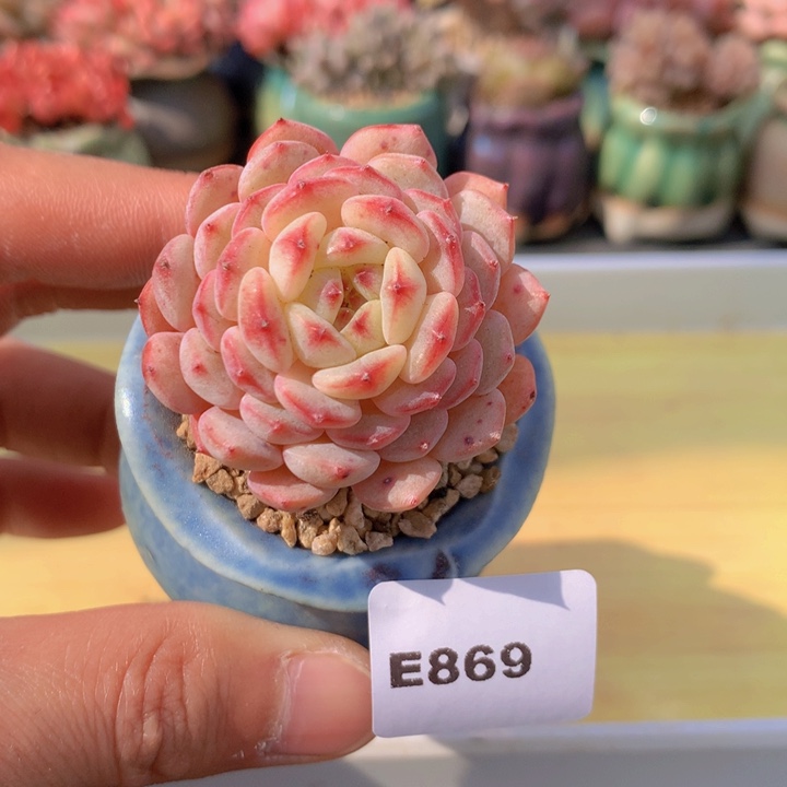 一物一拍满38包邮 E869