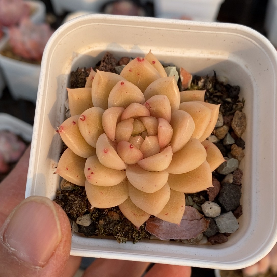 精品多肉一物一拍不包整76