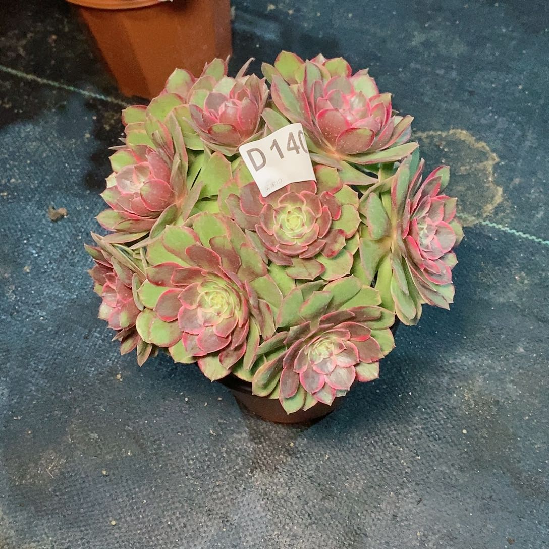 粉花妖140多肉111111