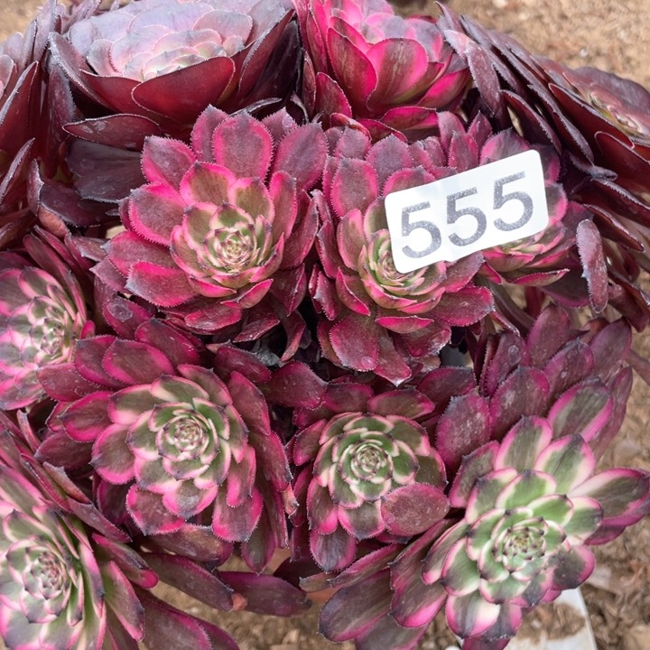 555多肉植物红金刚