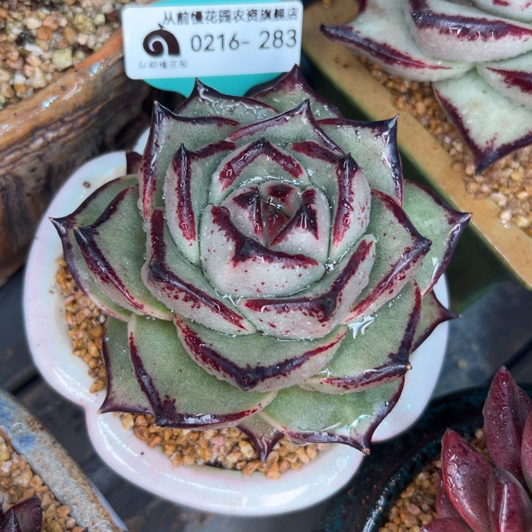 多肉一物一拍0216-283