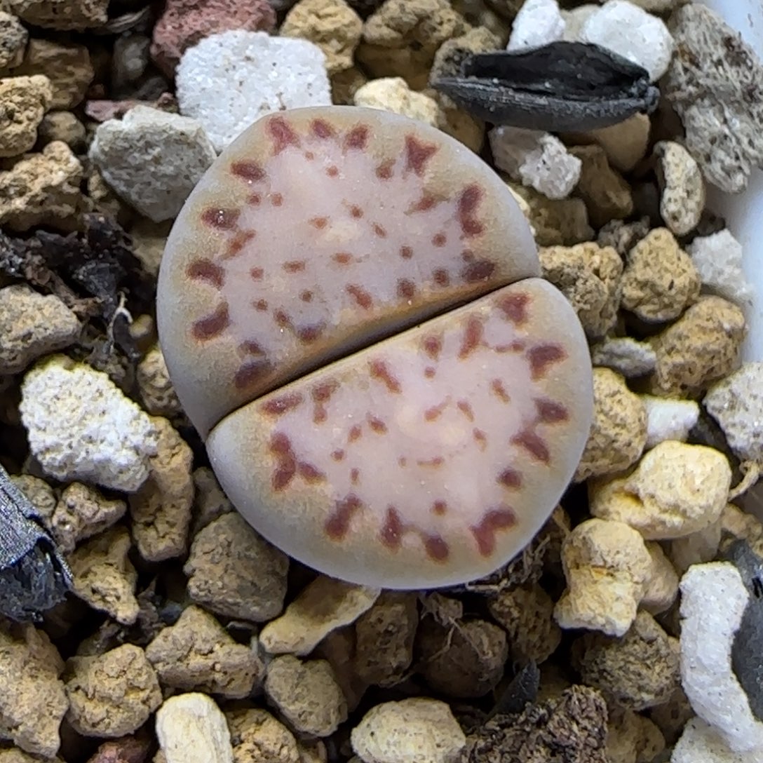 12.3 .紫饼干.9003尺寸1.2cm