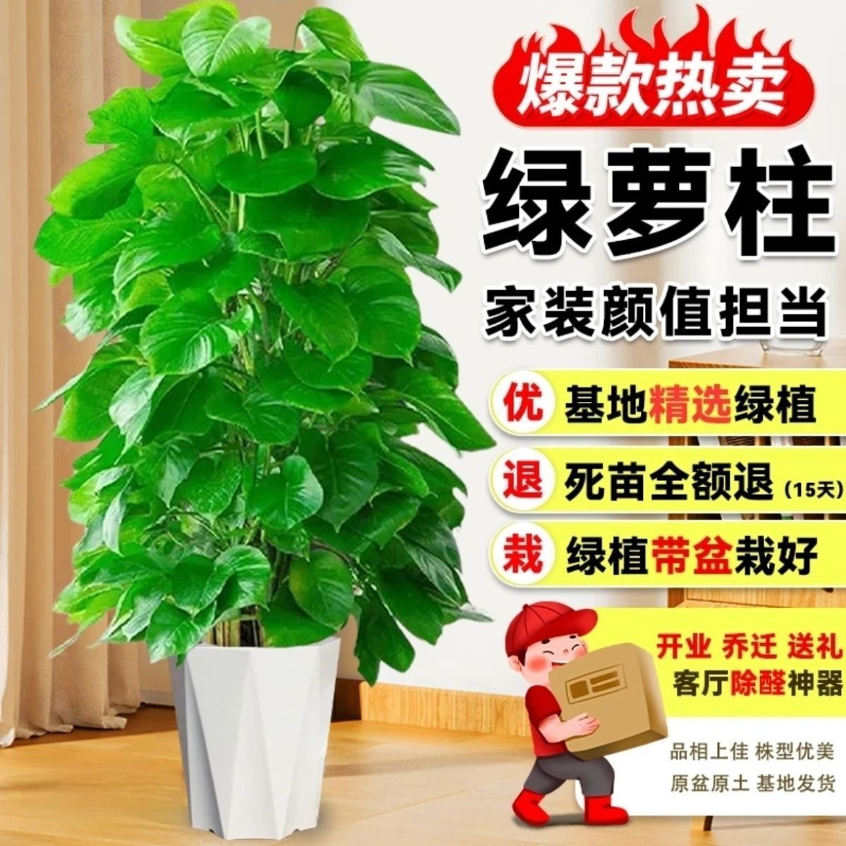 【送货上门】1.3-1.5米绿萝柱室内大叶绿植乔迁开业净化空气除甲醛