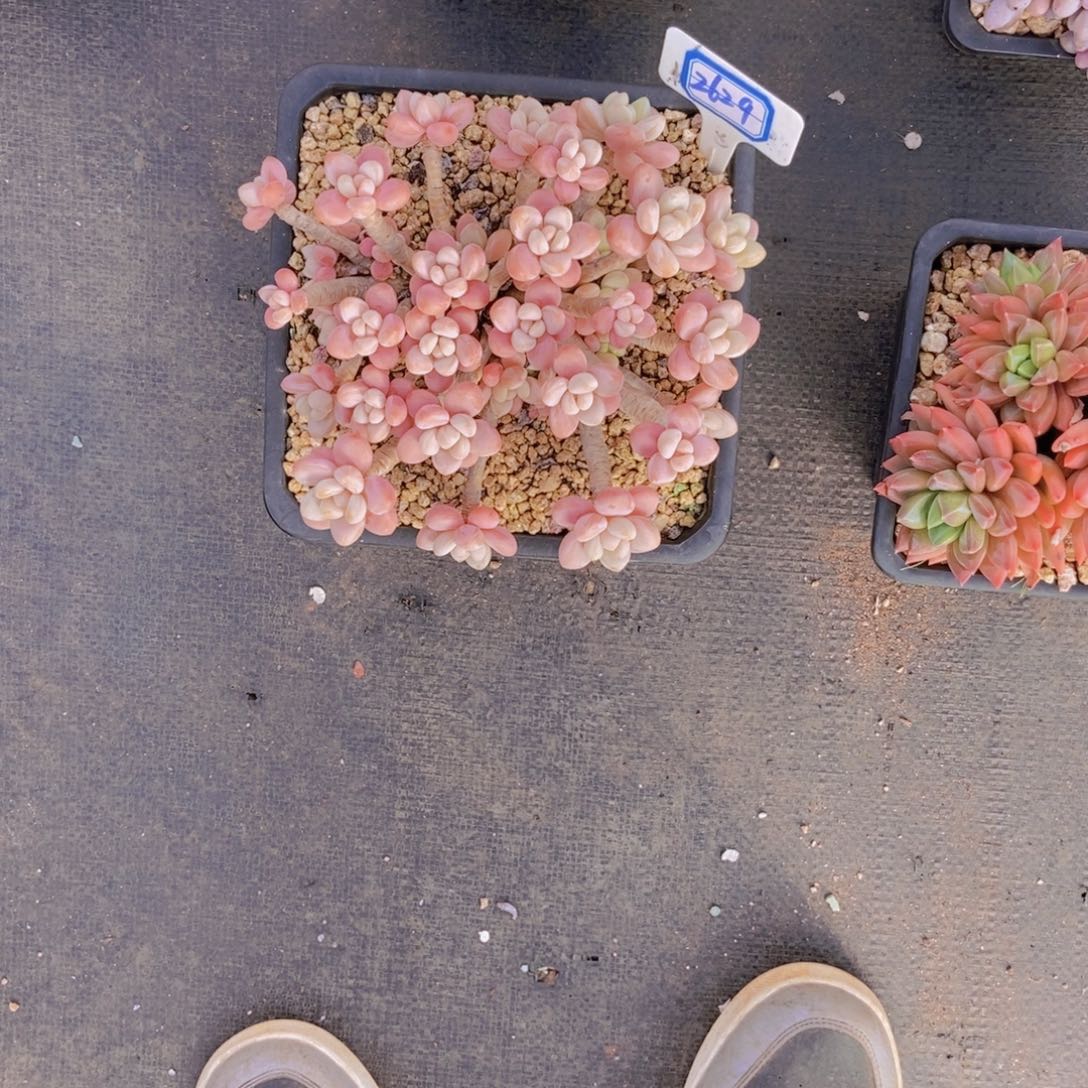 桃***桃2629洛神群一颗一