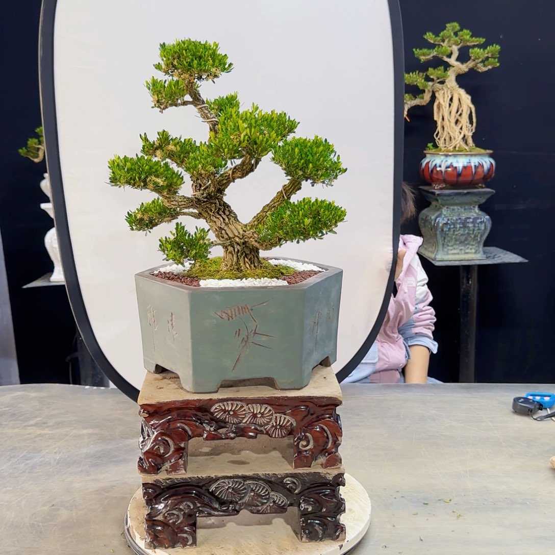 高端黄杨盆景艺术