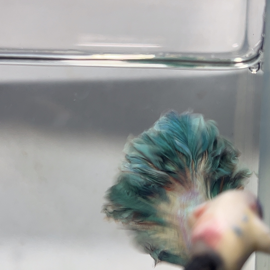 斗鱼6号降价出，稀有绿色羊毛卷