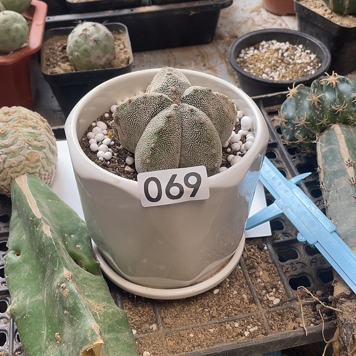 仙人球69号球草球