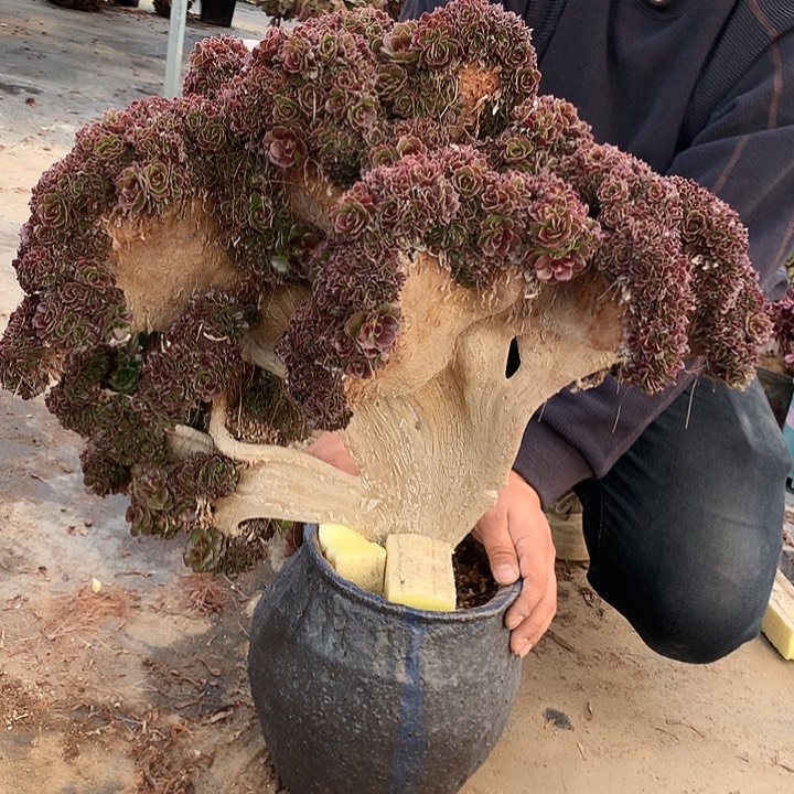 荷兰圆叶朵朵寄养春天发货啊