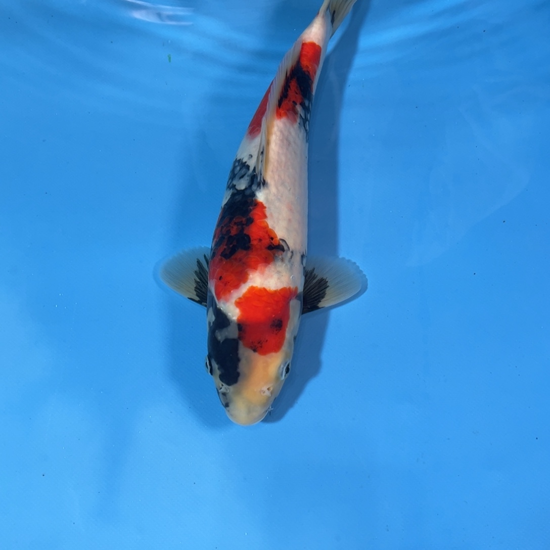 随***丶锦鲤昭和锦鲤0002