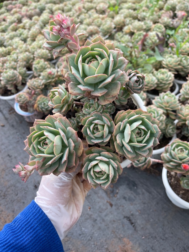 克罗地亚玫瑰 金金精品多肉植物